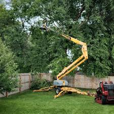 Best Tree and Shrub Care  in Hollis, OK